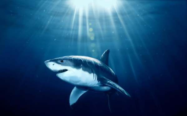 鲨鱼属于淡水鱼，鲨鱼属于鱼类吗?为什么图3